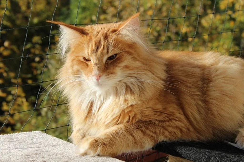 Un gatto Maine Coon si riposa alla luce del sole