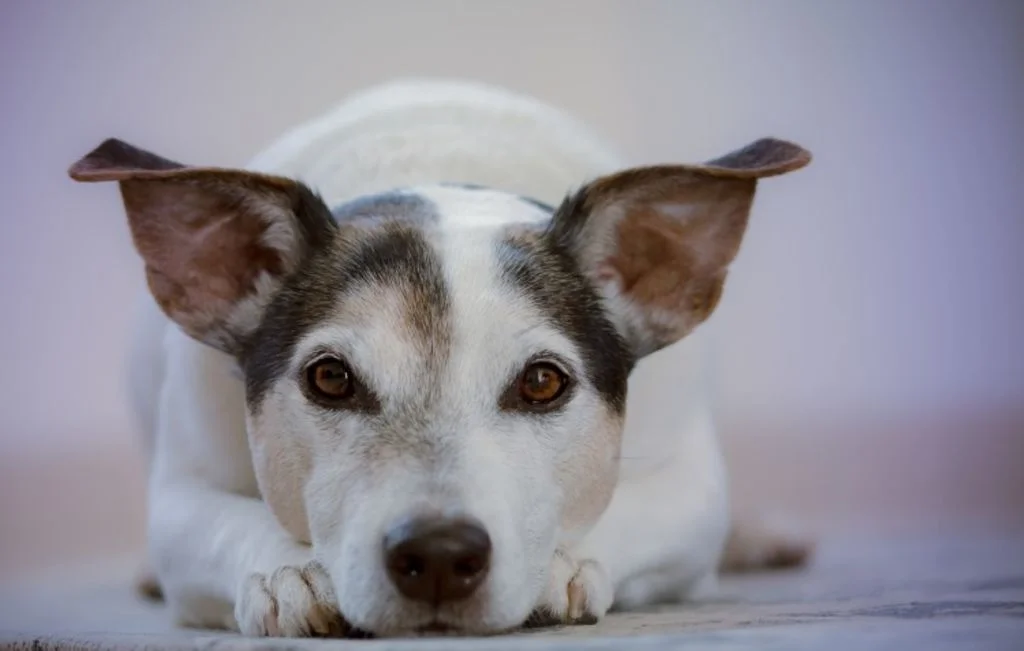 Un cucciolo di cane poggia la testa tra le zampe