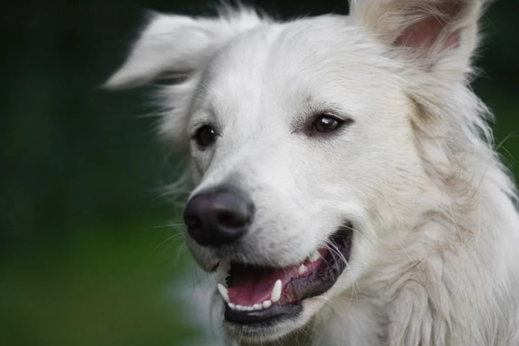 Primo piano di un cane all'aperto