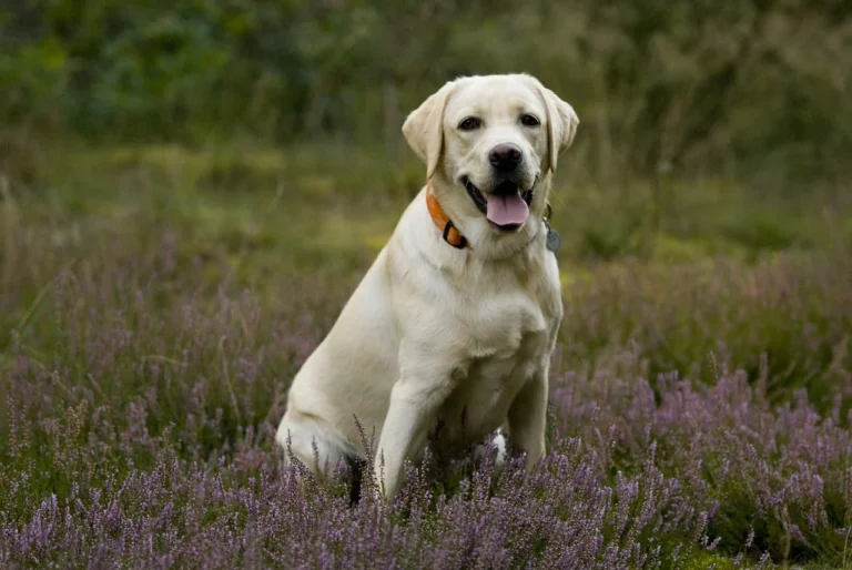 Flatulenze continue nel cane