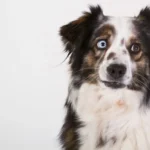 Primo piano di un cane merle