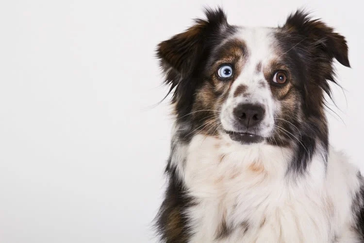 I cani dal mantello merle