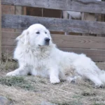 Primo piano di un cane da montagna dei Pirenei