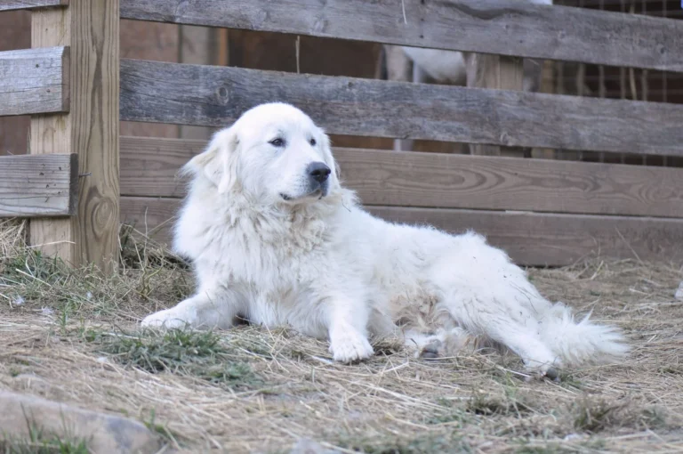 Il cane da montagna dei Pirenei