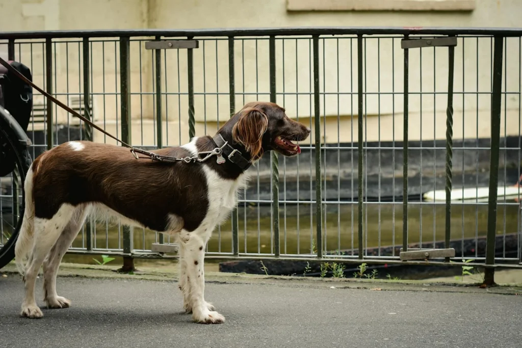 Münsterländer