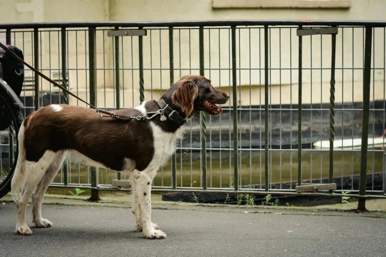 Münsterländer