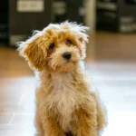 Primo piano di un Maltipoo