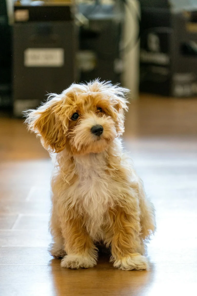 Il Maltipoo