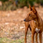 Podenco Canario