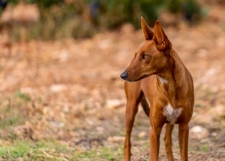 Che cane è il Podenco Canario?