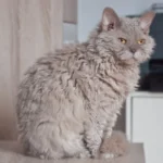 Primo piano di uno gatto Selkirk rex 