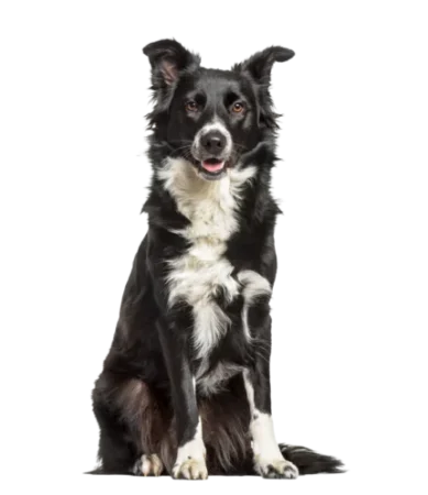 123RF BORDER COLLIE