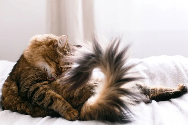 Coda rotta nel gatto