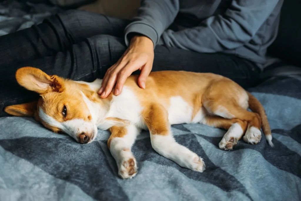 La meningite nel cane