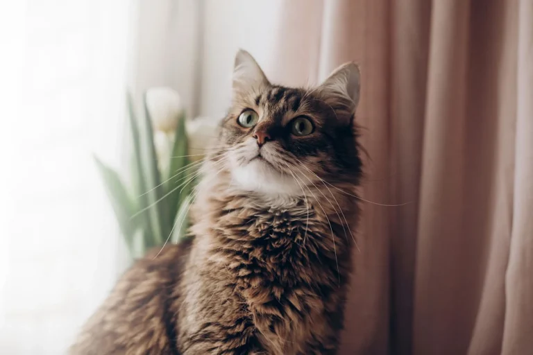 Il tumore mammario nel gatto