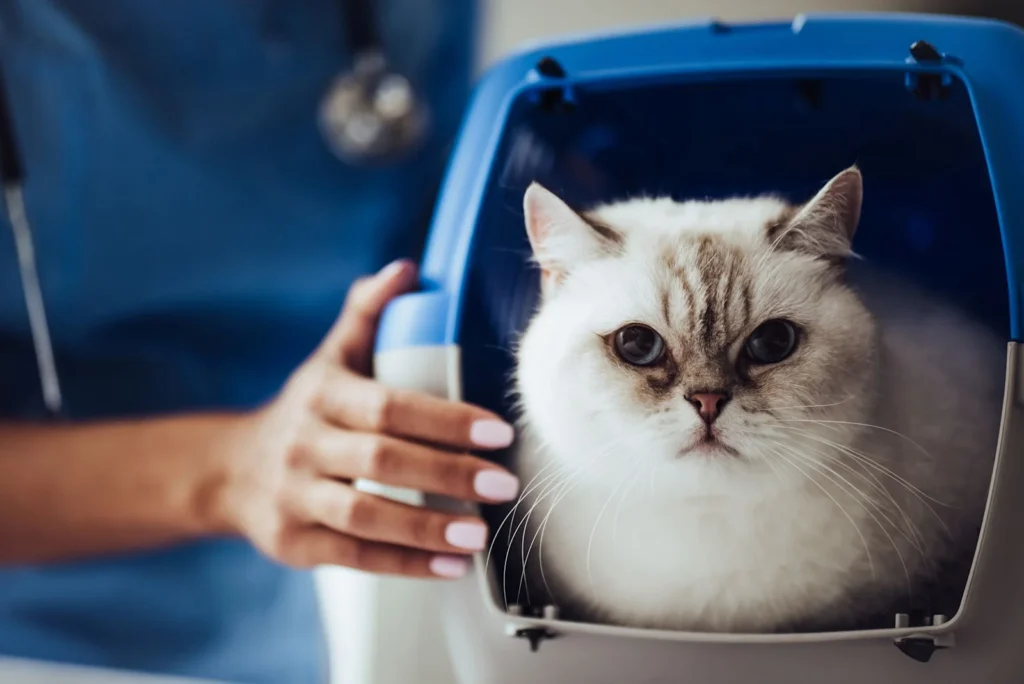 Cos’è l’anestesia al gatto?