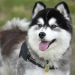 Primo piano di un cane Pomsky con collare