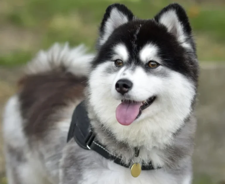 I cani Pomsky