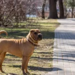 Uno Shar Pei all’aperto