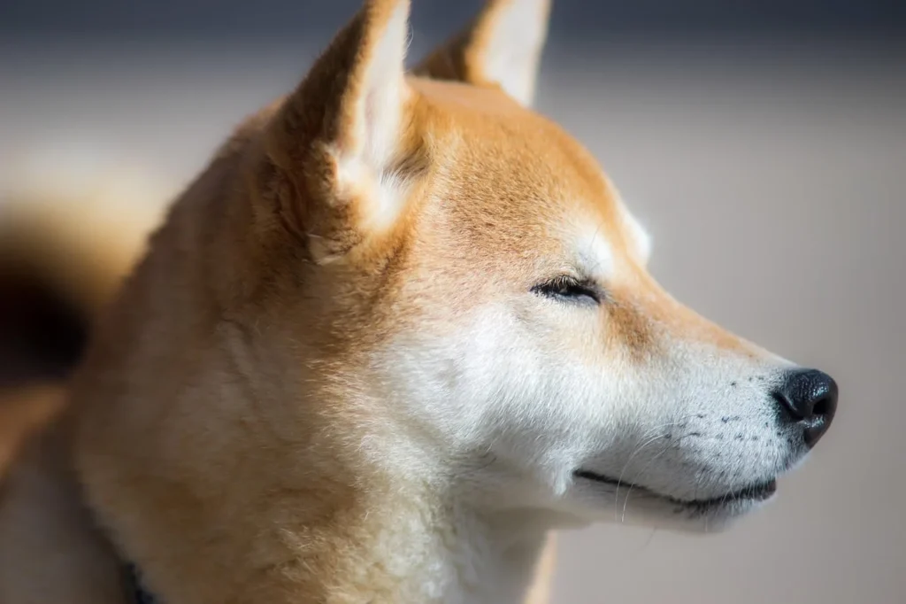Che cos’è l’entropion nel cane?
