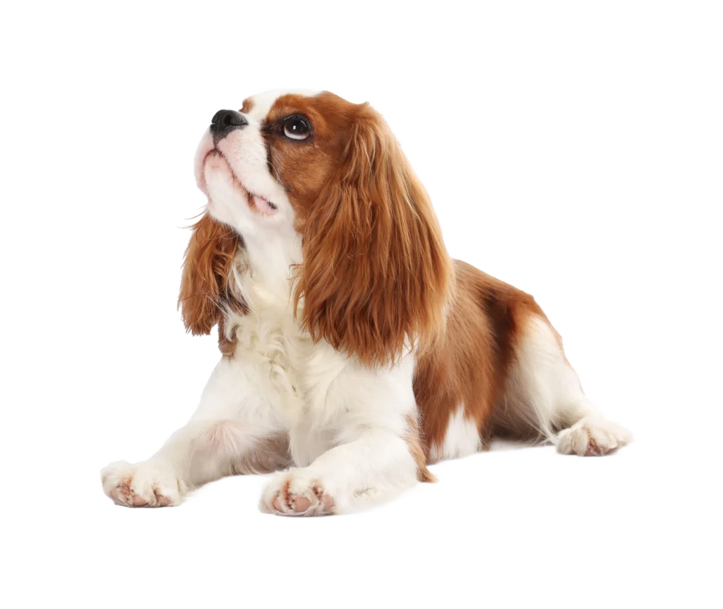 cavalier king charles allongé