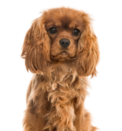 Cavalier King Charles