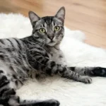 Un gatto tigrato si riposa