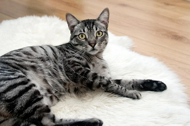 I gatti tigrati