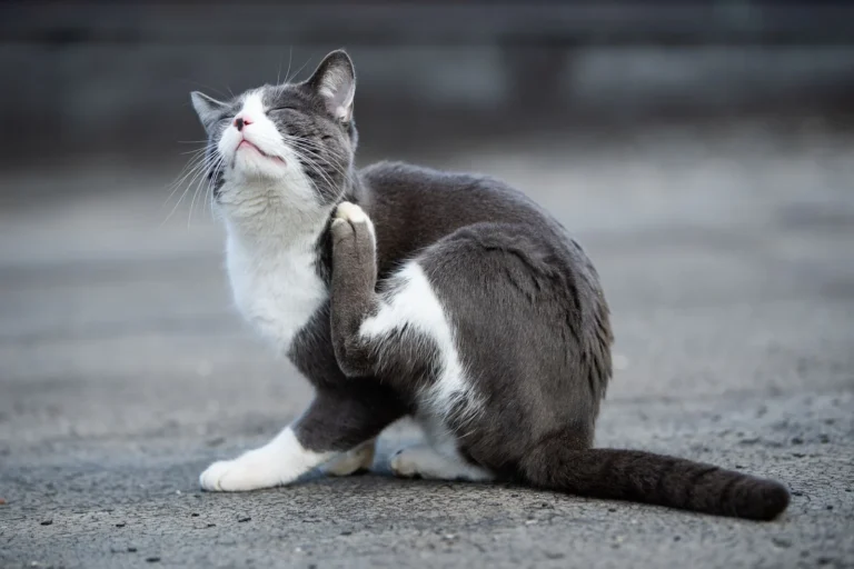 Perché il gatto si gratta?