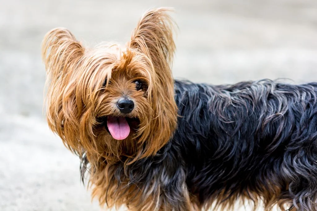 Primo piano di uno Yorkshire Terrier