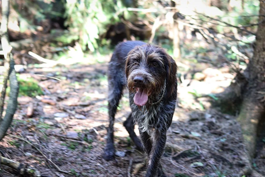 Un Griffone a pelo duro in un bosco