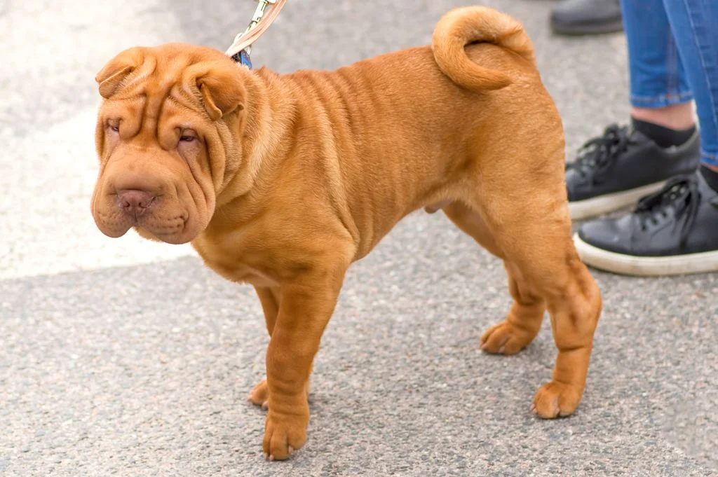 Uno Shar Pei al guinzaglio