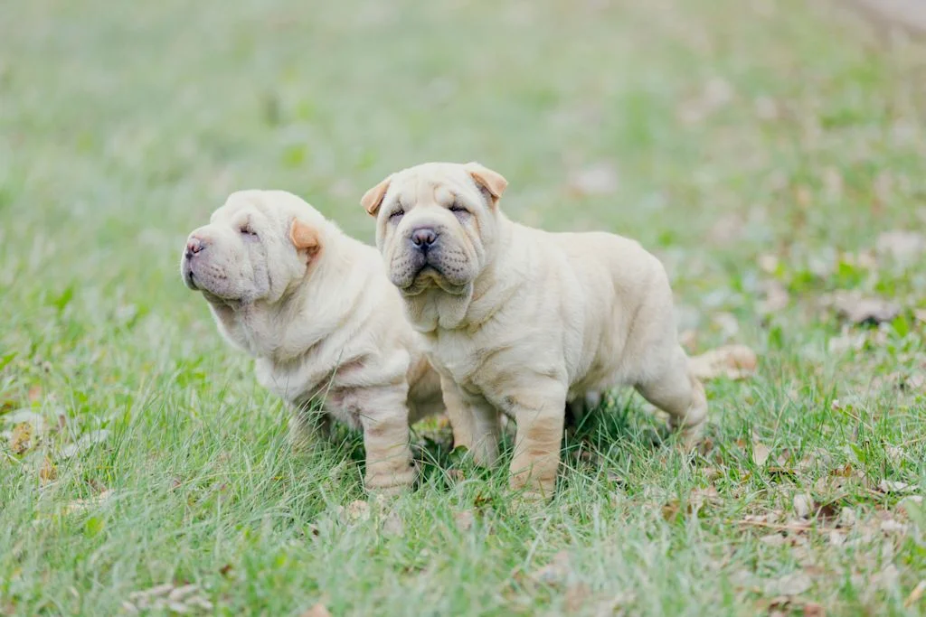 Due cuccioli di Shar Pei