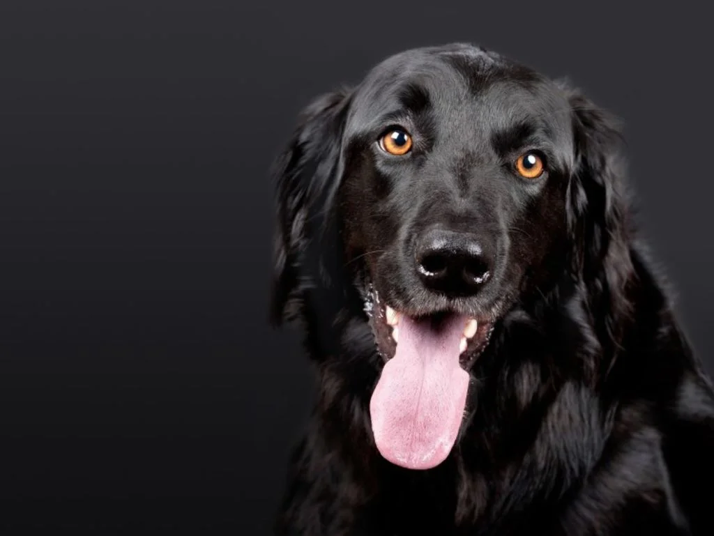 Un cane dal mantello nero