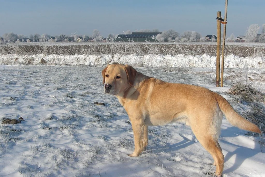 Un cane tra la neve