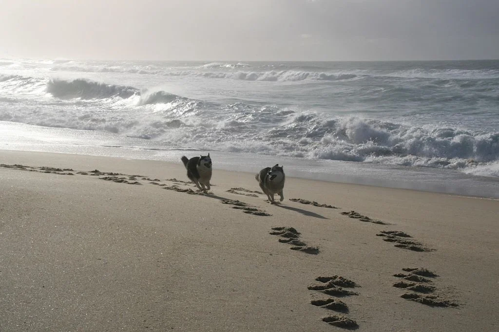 Due cani in riva al mare