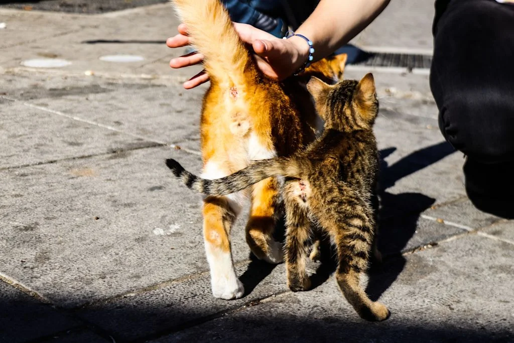 Due gatti visti da dietro