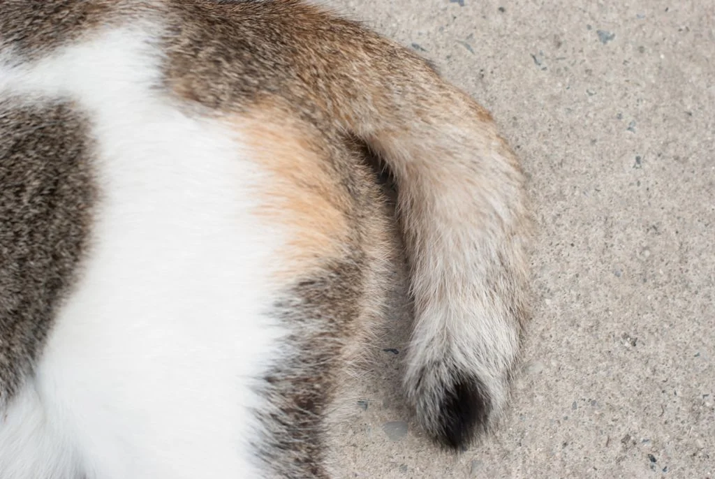Primo piano di una coda di gatto