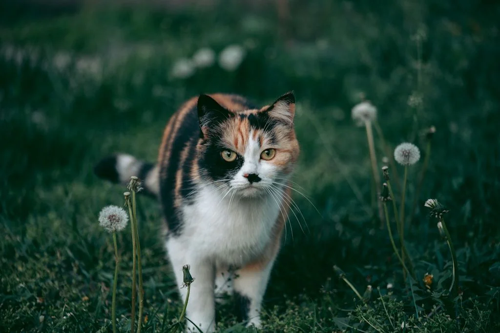 Gatto cammina in un prato