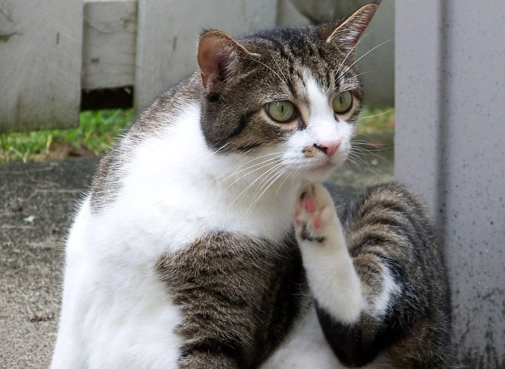 Primo piano di gatto che si gratta