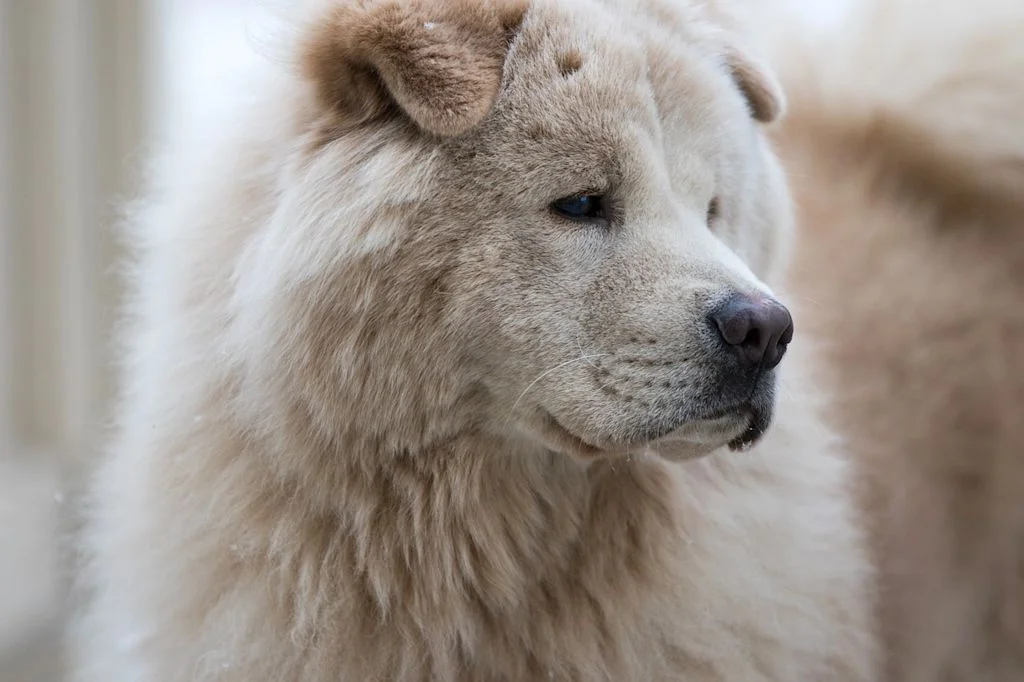 Primo piano su occhi di Chow Chow