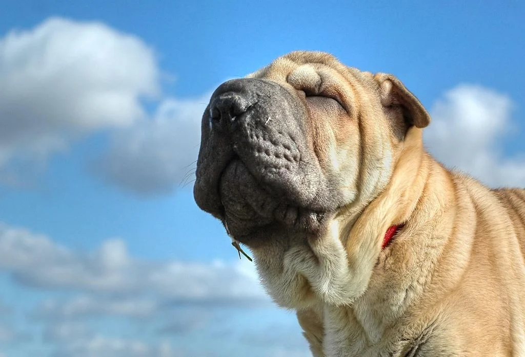Primo piano di uno Shar Pei