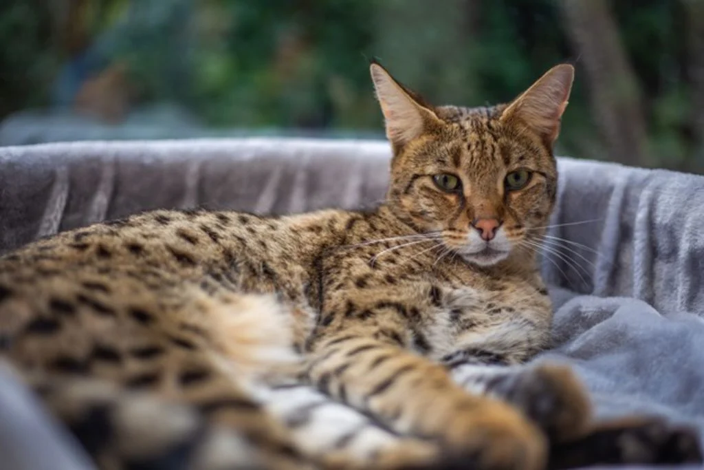 Un gatto Savannah si riposa nella sua cuccia