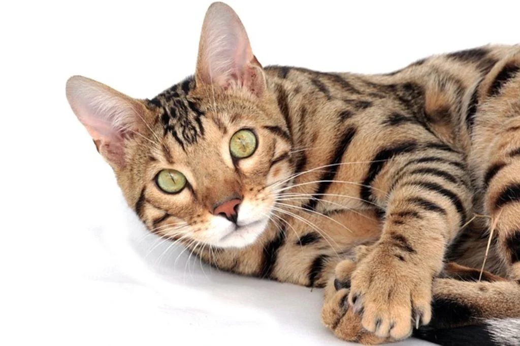 Un gatto tigrato su un fianco