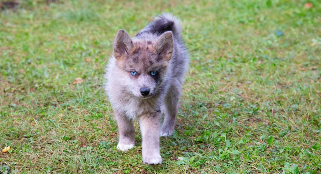 Un cane Pomsky tra l'erba