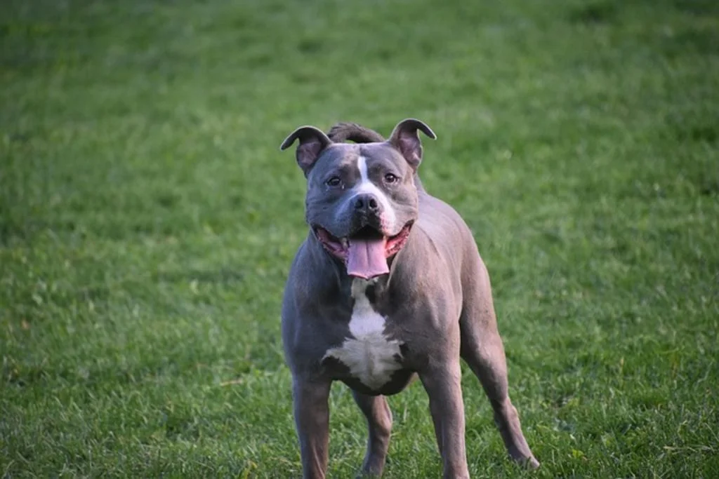 Un Pitbull fermo su un prato