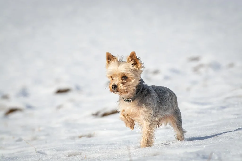 Uno Yorkshire Terrier sulla neve
