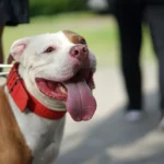 Primo piano di un Pitbull al guinzaglio 