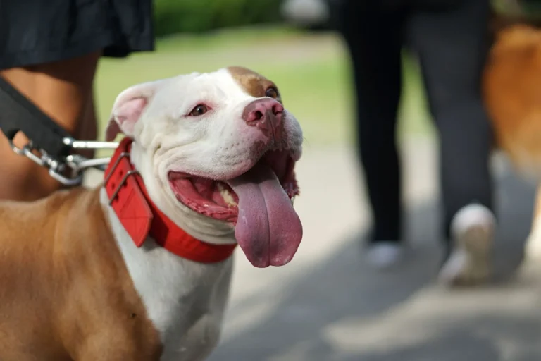 I cani Pitbull