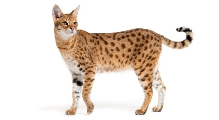 Il gatto Savannah